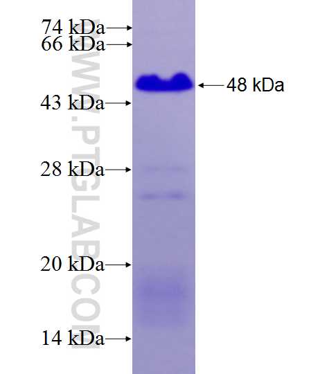 ERMN fusion protein Ag27040 SDS-PAGE