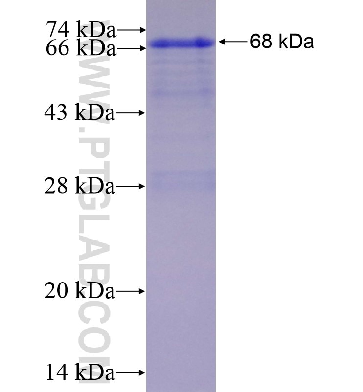 IRE1; ERN1 fusion protein Ag16303 SDS-PAGE
