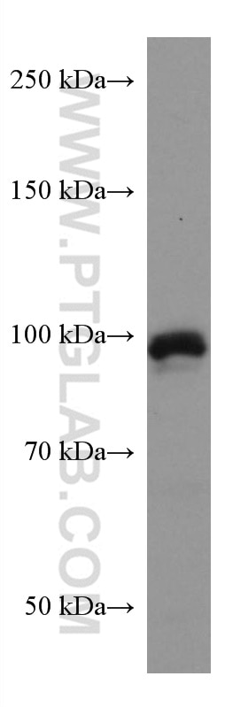 Western Blot (WB) analysis of JAR cells using ERN2 Monoclonal antibody (67289-1-Ig)