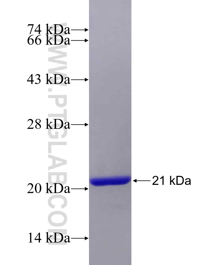 ERN2 fusion protein Ag29452 SDS-PAGE