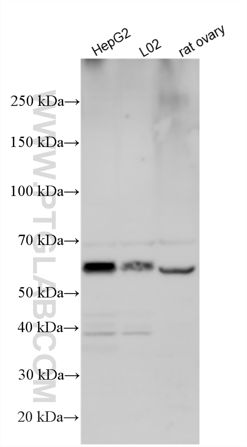 Western Blot (WB) analysis of various lysates using ERO1L Polyclonal antibody (12007-1-AP)