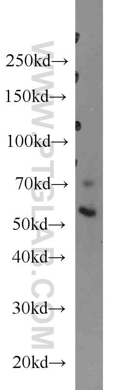 Western Blot (WB) analysis of mouse ovary tissue using ERO1L Polyclonal antibody (12007-1-AP)