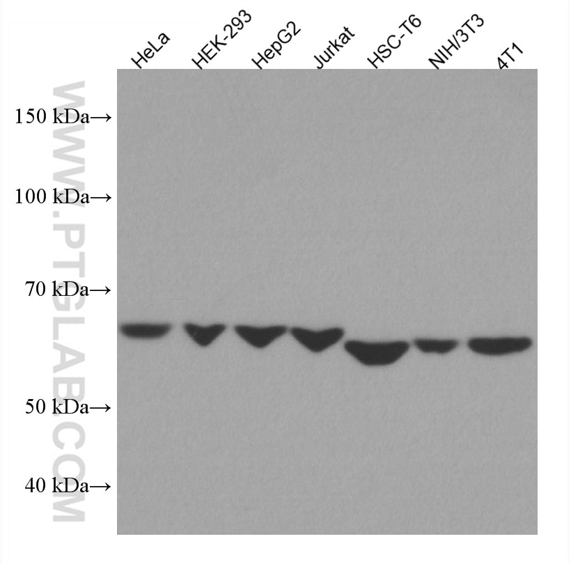 Western Blot (WB) analysis of various lysates using ERO1L Monoclonal antibody (67416-1-Ig)