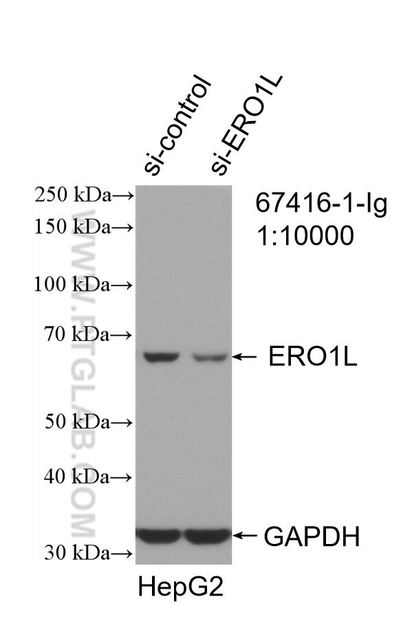 Western Blot (WB) analysis of HepG2 cells using ERO1L Monoclonal antibody (67416-1-Ig)