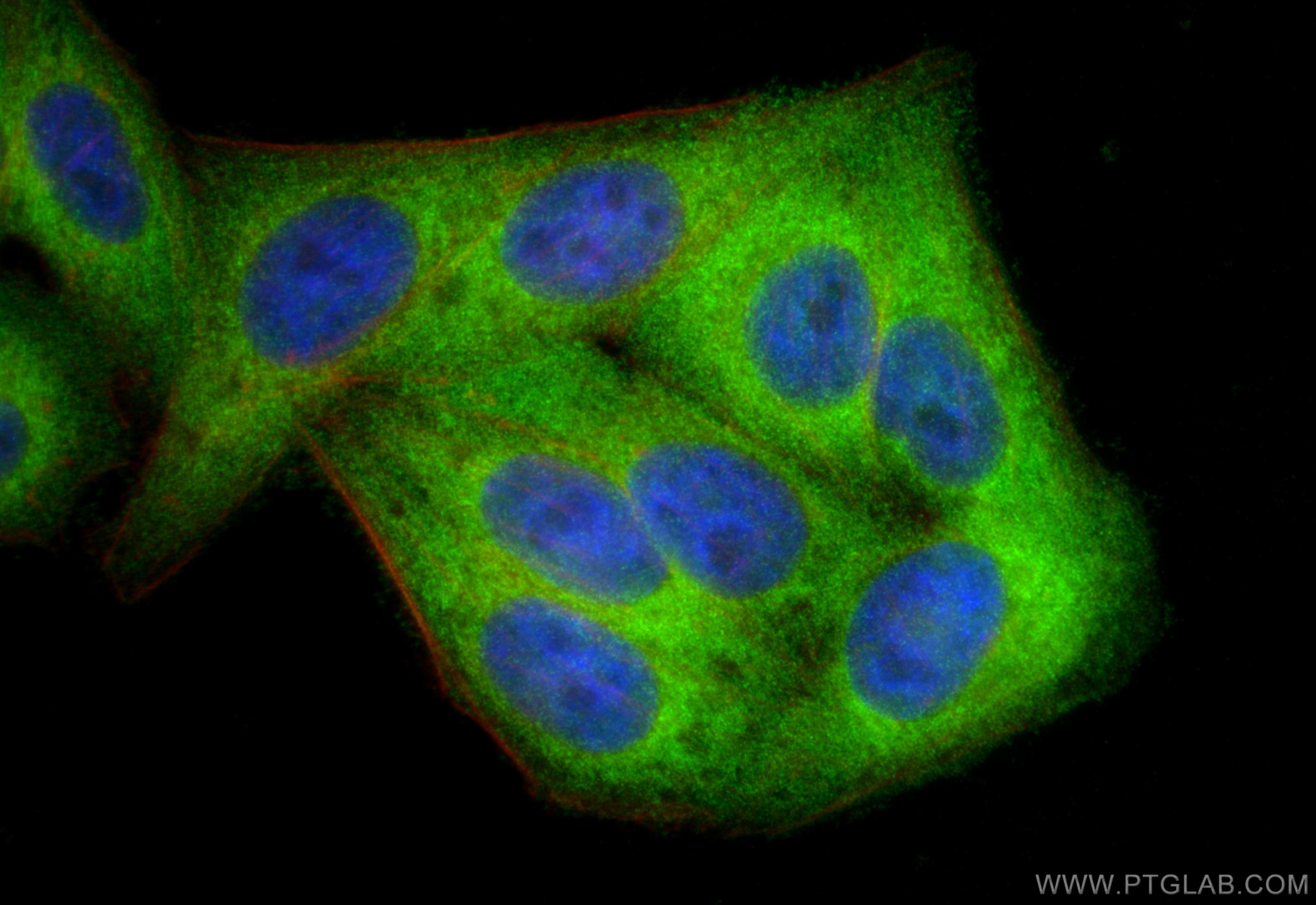 Immunofluorescence (IF) / fluorescent staining of HepG2 cells using ERO1LB Polyclonal antibody (11261-2-AP)
