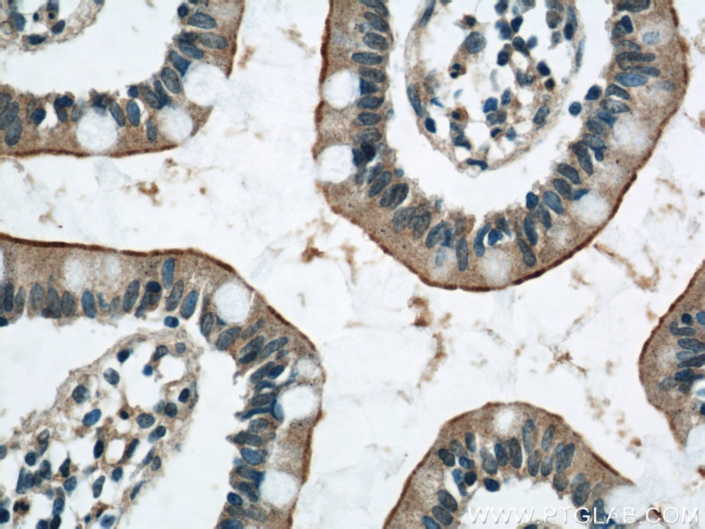 Immunohistochemistry (IHC) staining of human small intestine tissue using ERO1LB Polyclonal antibody (11261-2-AP)