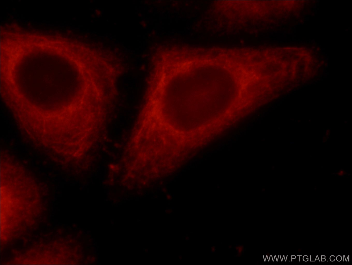 Immunofluorescence (IF) / fluorescent staining of HeLa cells using ERP29 Polyclonal antibody (24344-1-AP)