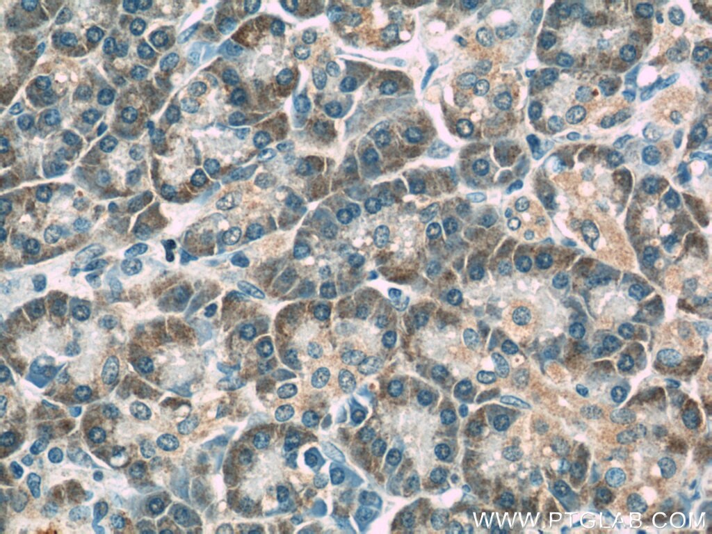 Immunohistochemistry (IHC) staining of human pancreas tissue using ERP29 Polyclonal antibody (24344-1-AP)
