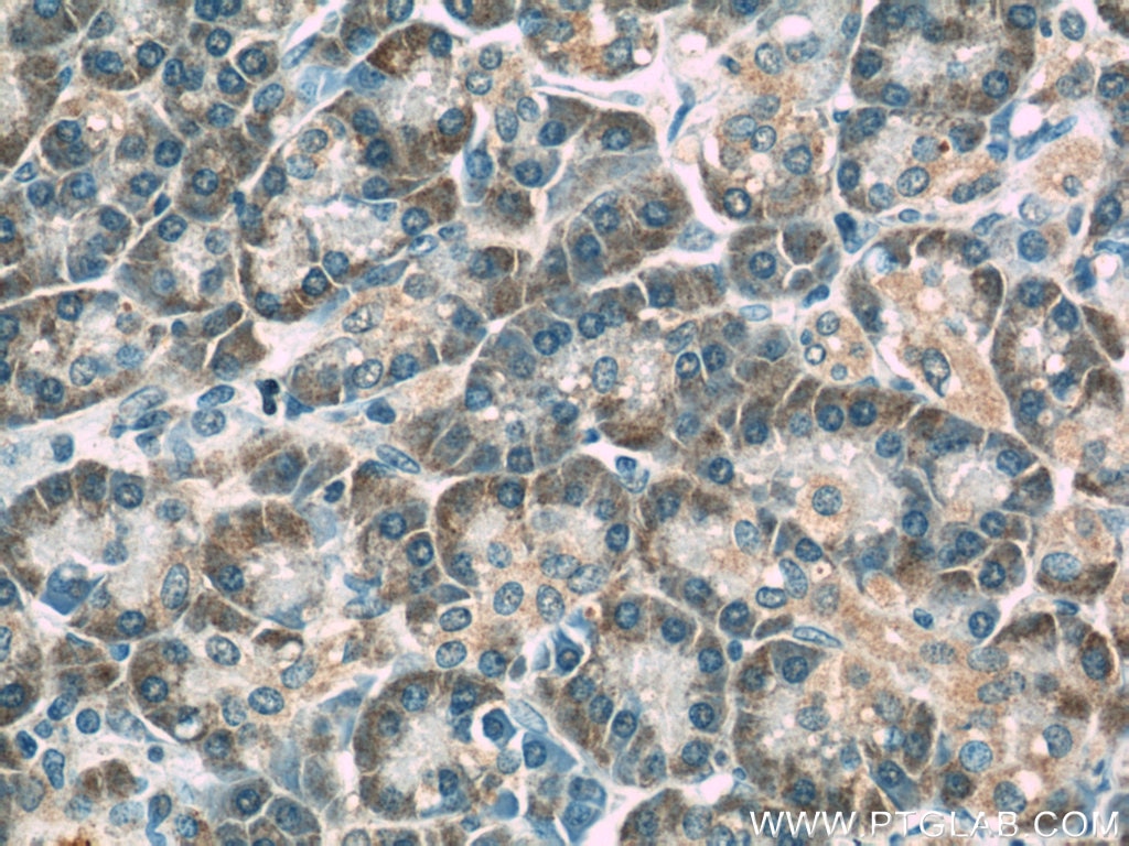 IHC staining of human pancreas using 24344-1-AP