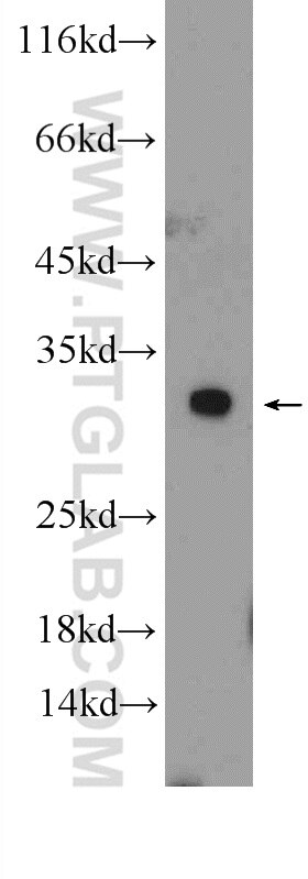 Western Blot (WB) analysis of mouse lung tissue using ERP29 Polyclonal antibody (24344-1-AP)