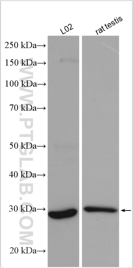 Western Blot (WB) analysis of various lysates using ERP29 Polyclonal antibody (24344-1-AP)
