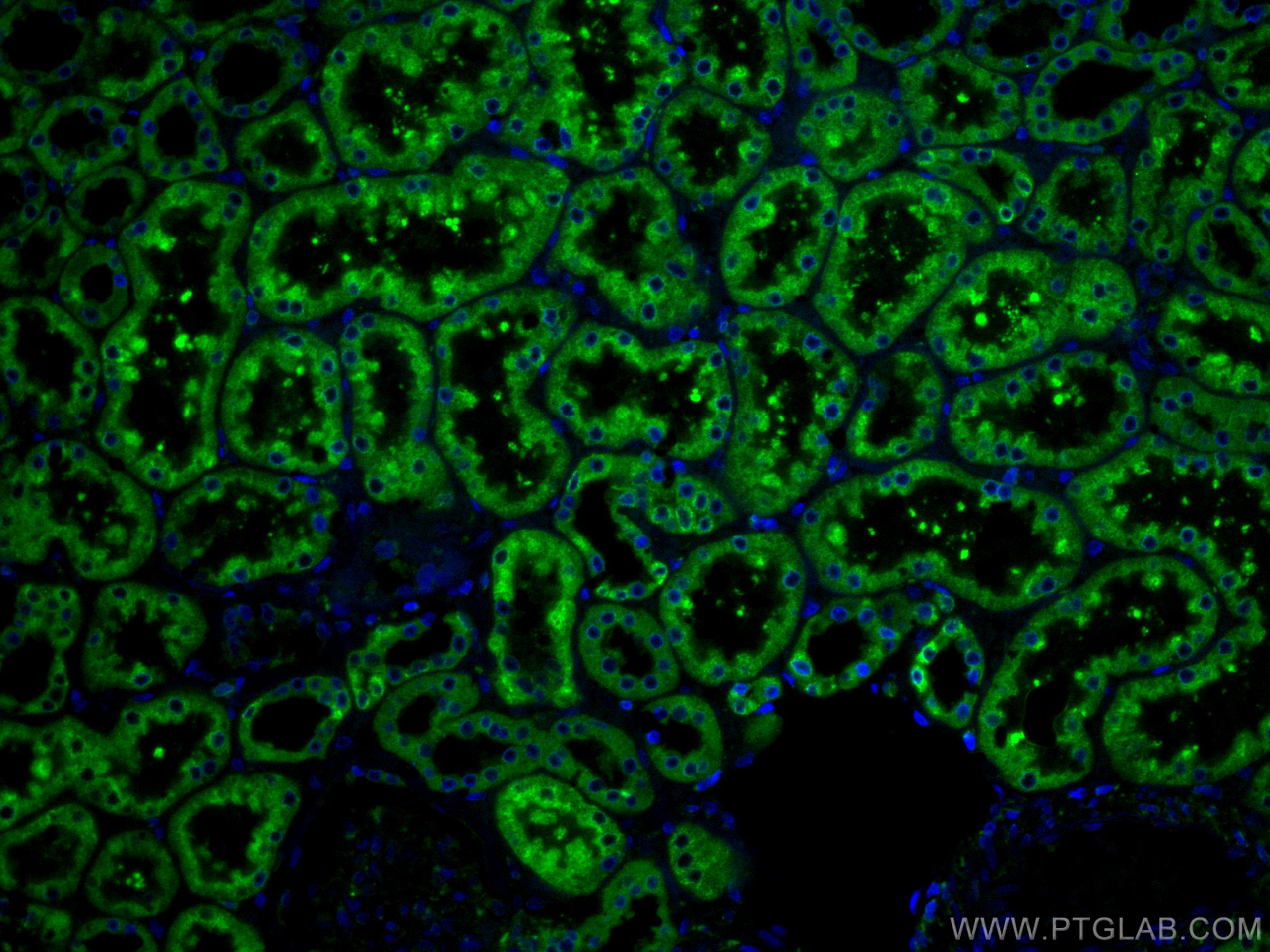Immunofluorescence (IF) / fluorescent staining of human kidney tissue using ERP29 Monoclonal antibody (67675-1-Ig)