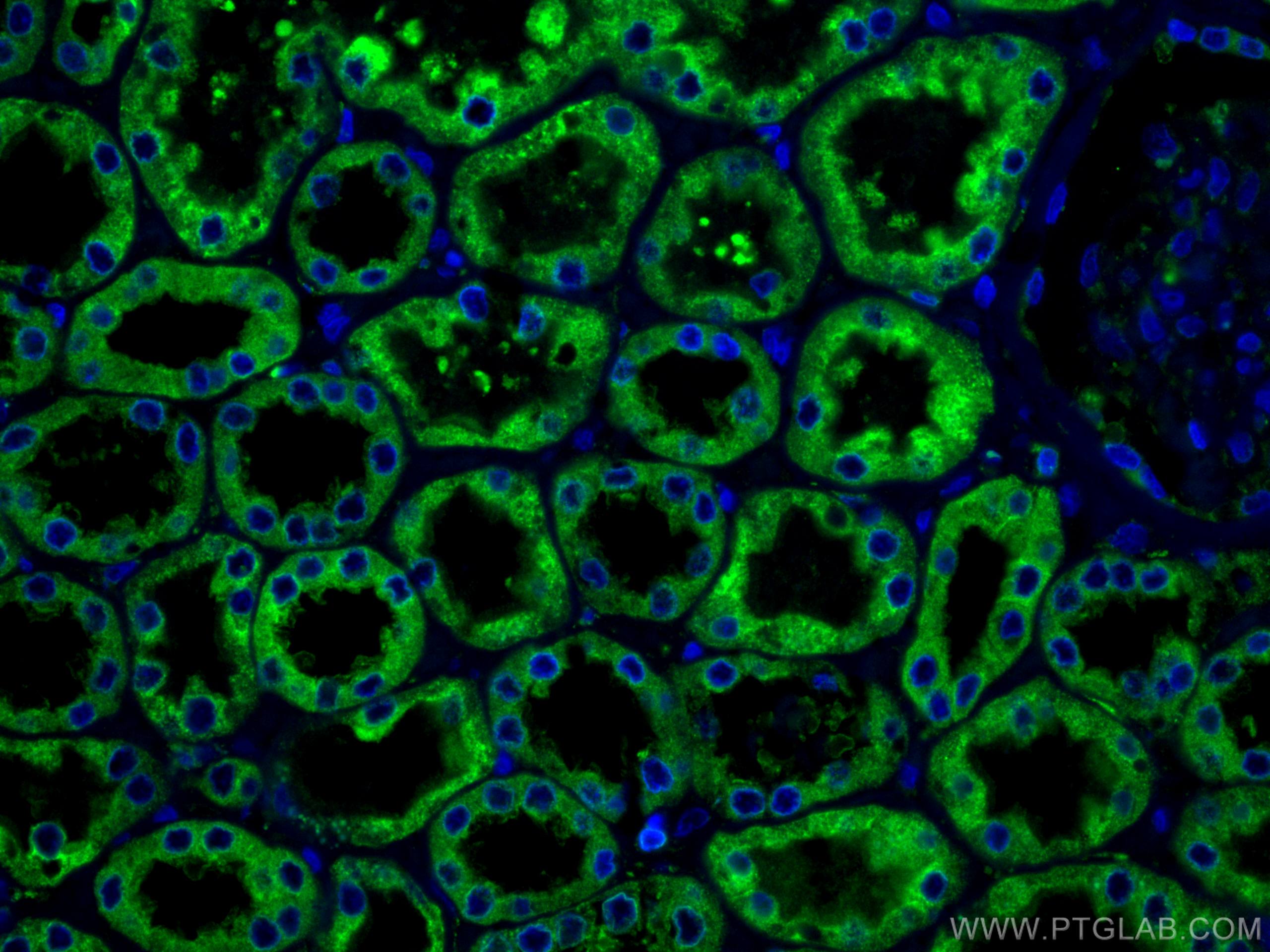 Immunofluorescence (IF) / fluorescent staining of human kidney tissue using ERP29 Monoclonal antibody (67675-1-Ig)