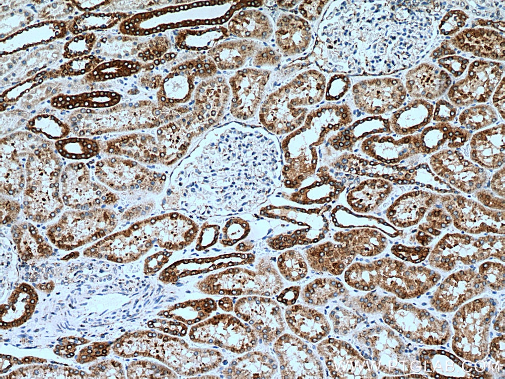 Immunohistochemistry (IHC) staining of human kidney tissue using ERP29 Monoclonal antibody (67675-1-Ig)