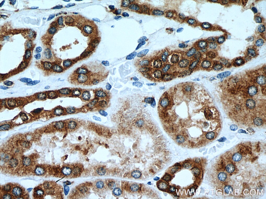 Immunohistochemistry (IHC) staining of human kidney tissue using ERP29 Monoclonal antibody (67675-1-Ig)