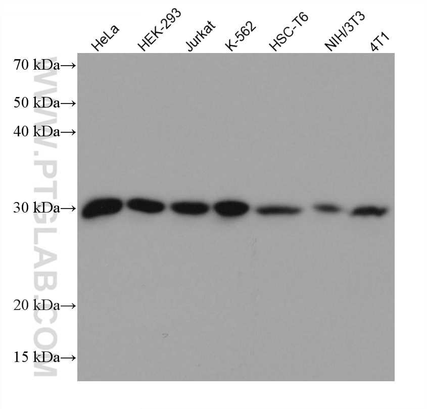 Western Blot (WB) analysis of various lysates using ERP29 Monoclonal antibody (67675-1-Ig)