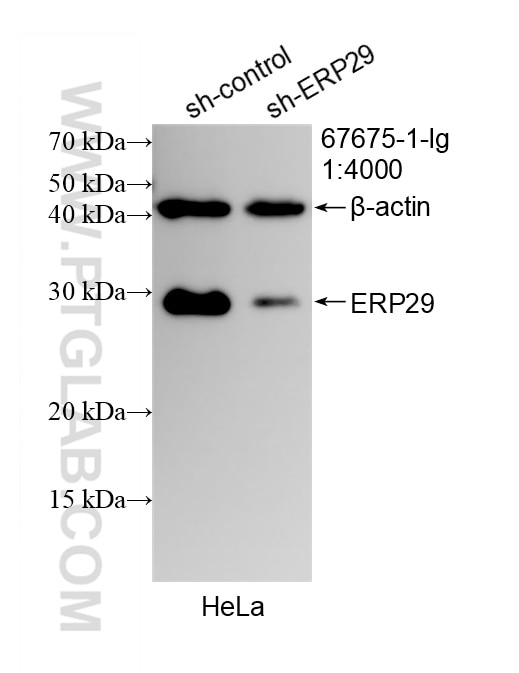 Western Blot (WB) analysis of HeLa cells using ERP29 Monoclonal antibody (67675-1-Ig)