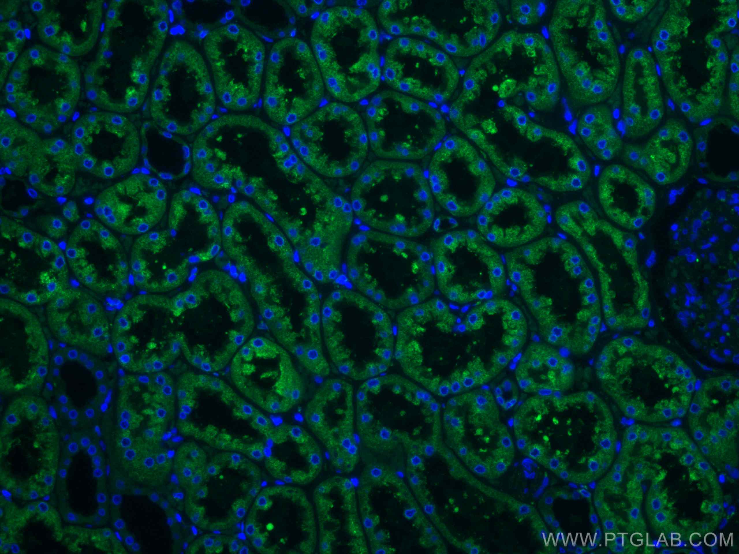 Immunofluorescence (IF) / fluorescent staining of human kidney tissue using CoraLite® Plus 488-conjugated ERP29 Monoclonal ant (CL488-67675)
