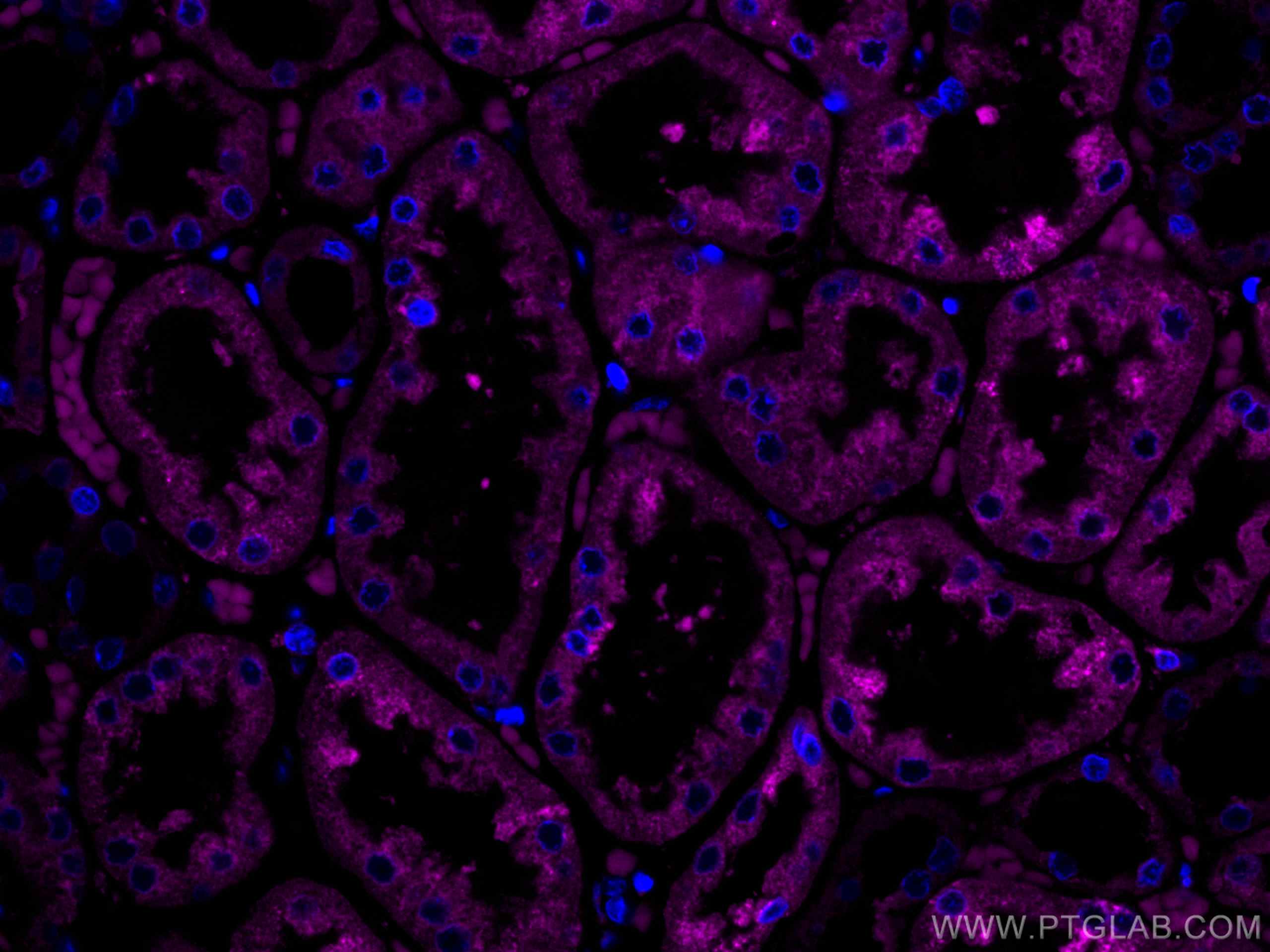 Immunofluorescence (IF) / fluorescent staining of human kidney tissue using CoraLite® Plus 647-conjugated ERP29 Monoclonal ant (CL647-67675)