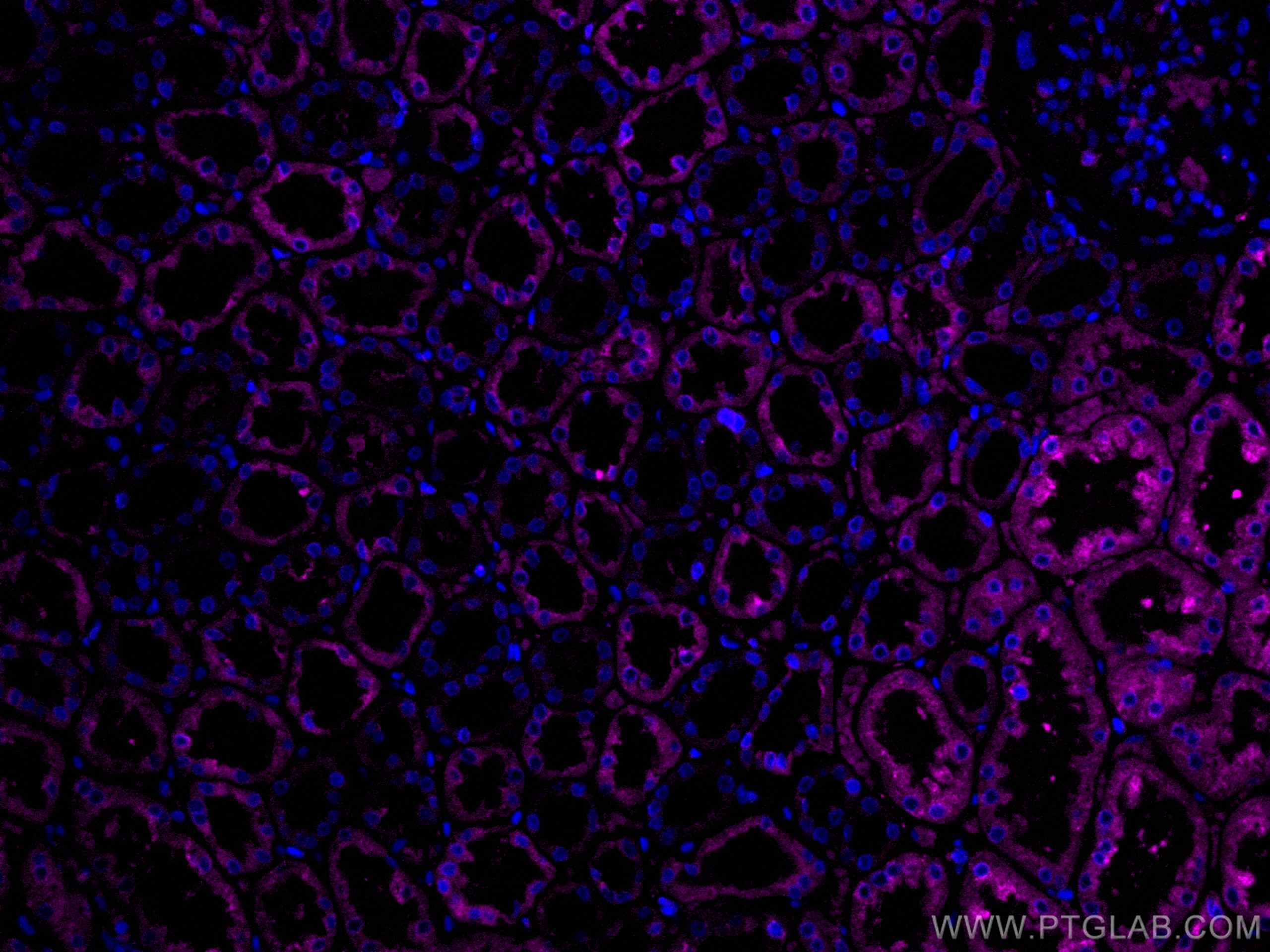 Immunofluorescence (IF) / fluorescent staining of human kidney tissue using CoraLite® Plus 647-conjugated ERP29 Monoclonal ant (CL647-67675)