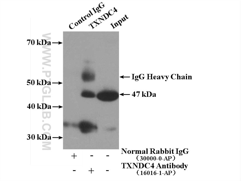 Immunoprecipitation (IP) experiment of K-562 cells using TXNDC4 Polyclonal antibody (16016-1-AP)