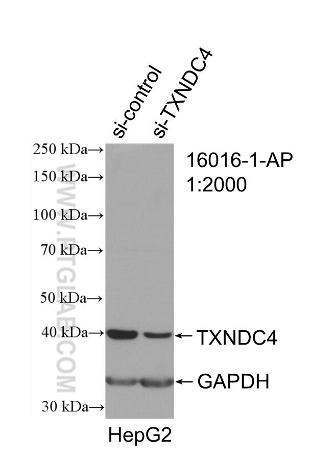 Western Blot (WB) analysis of HepG2 cells using TXNDC4 Polyclonal antibody (16016-1-AP)