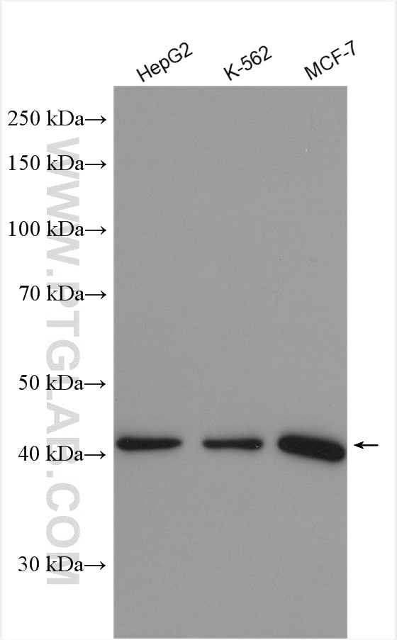 Western Blot (WB) analysis of various lysates using TXNDC4 Polyclonal antibody (16016-1-AP)