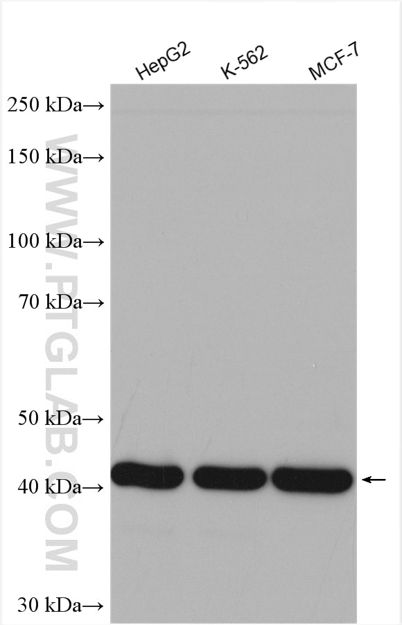 Western Blot (WB) analysis of various lysates using TXNDC4 Polyclonal antibody (16016-1-AP)