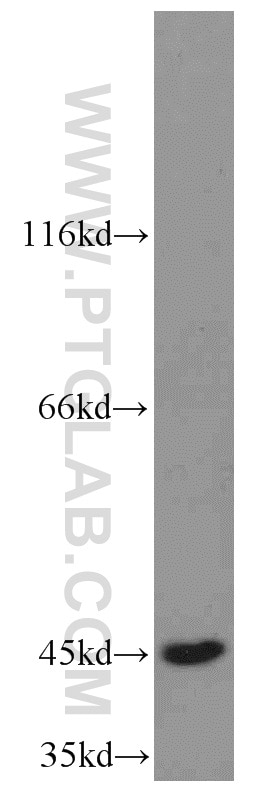 Western Blot (WB) analysis of K-562 cells using TXNDC4 Polyclonal antibody (16016-1-AP)