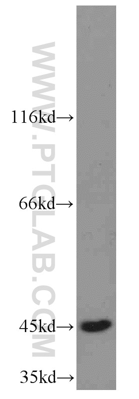 Western Blot (WB) analysis of K-562 cells using TXNDC4 Polyclonal antibody (16016-1-AP)