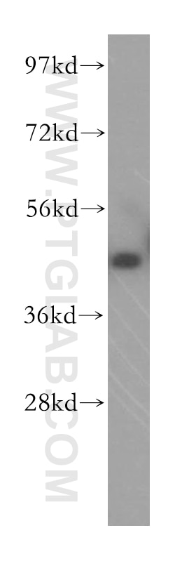 Western Blot (WB) analysis of HepG2 cells using TXNDC4 Polyclonal antibody (16016-1-AP)