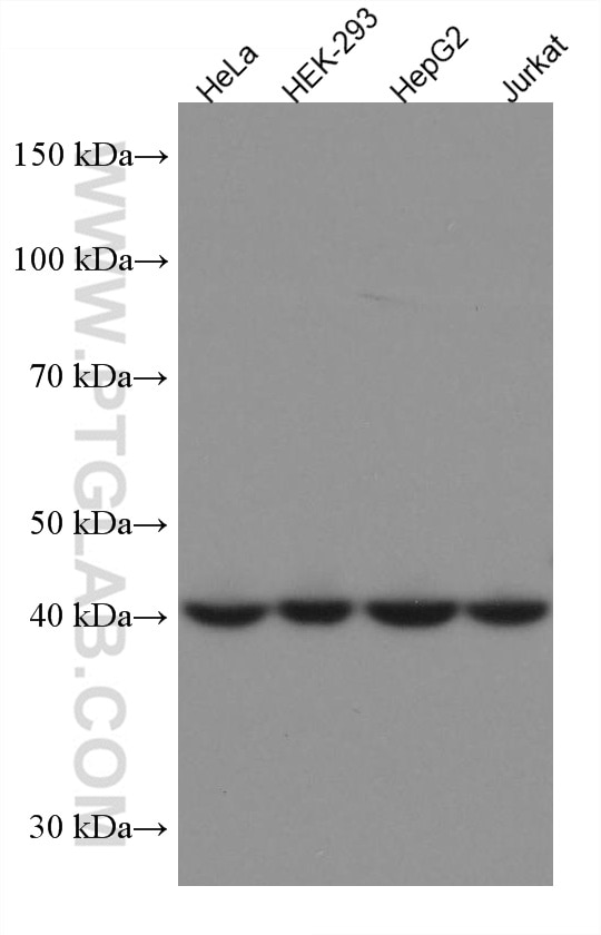Western Blot (WB) analysis of various lysates using ERP44 Monoclonal antibody (67426-1-Ig)