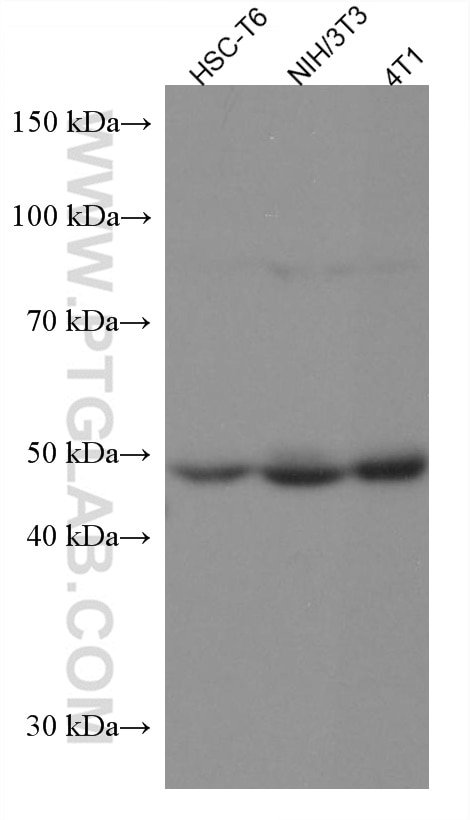 Western Blot (WB) analysis of various lysates using ERP44 Monoclonal antibody (67426-1-Ig)