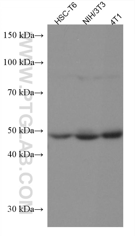 WB analysis using 67426-1-Ig