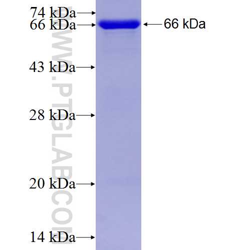 ERP44 fusion protein Ag8599 SDS-PAGE