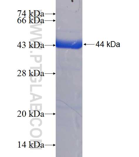 ERP44 fusion protein Ag8818 SDS-PAGE