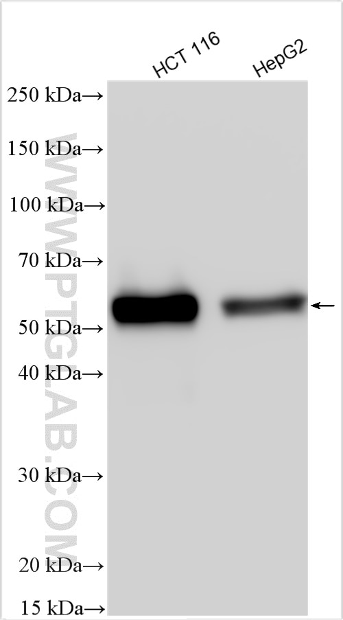 Western Blot (WB) analysis of various lysates using MIG6; ERRFI1 Polyclonal antibody (11630-1-AP)