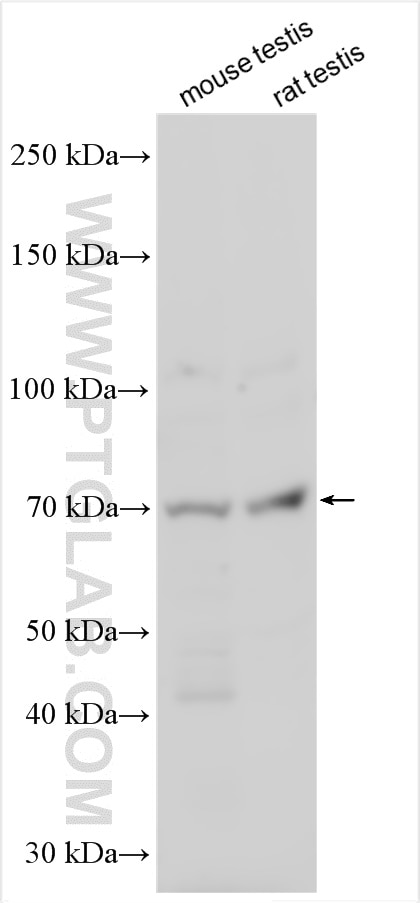 Western Blot (WB) analysis of various lysates using ERVWE1 Polyclonal antibody (23172-1-AP)