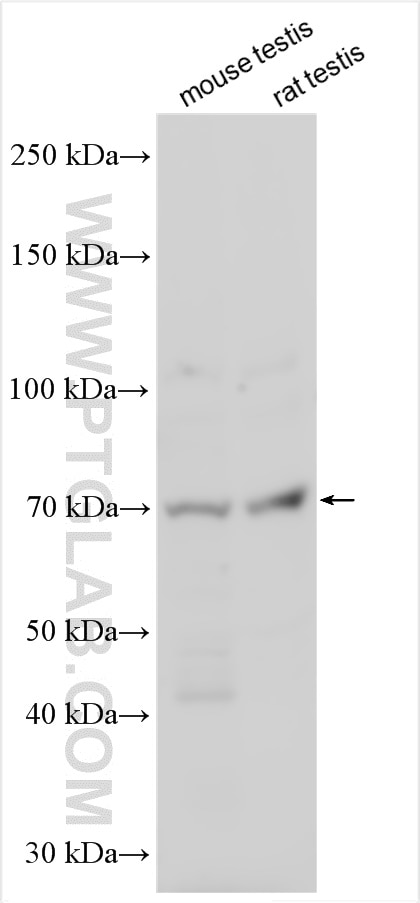 ERVWE1