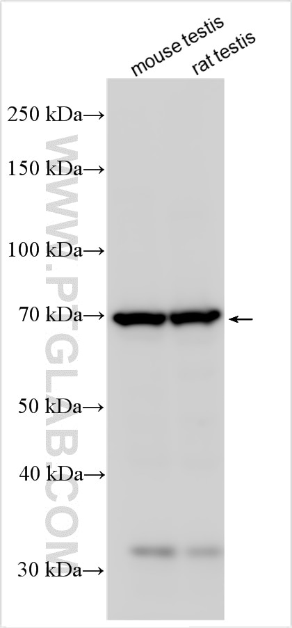 Western Blot (WB) analysis of various lysates using ERVWE1 Polyclonal antibody (23172-1-AP)