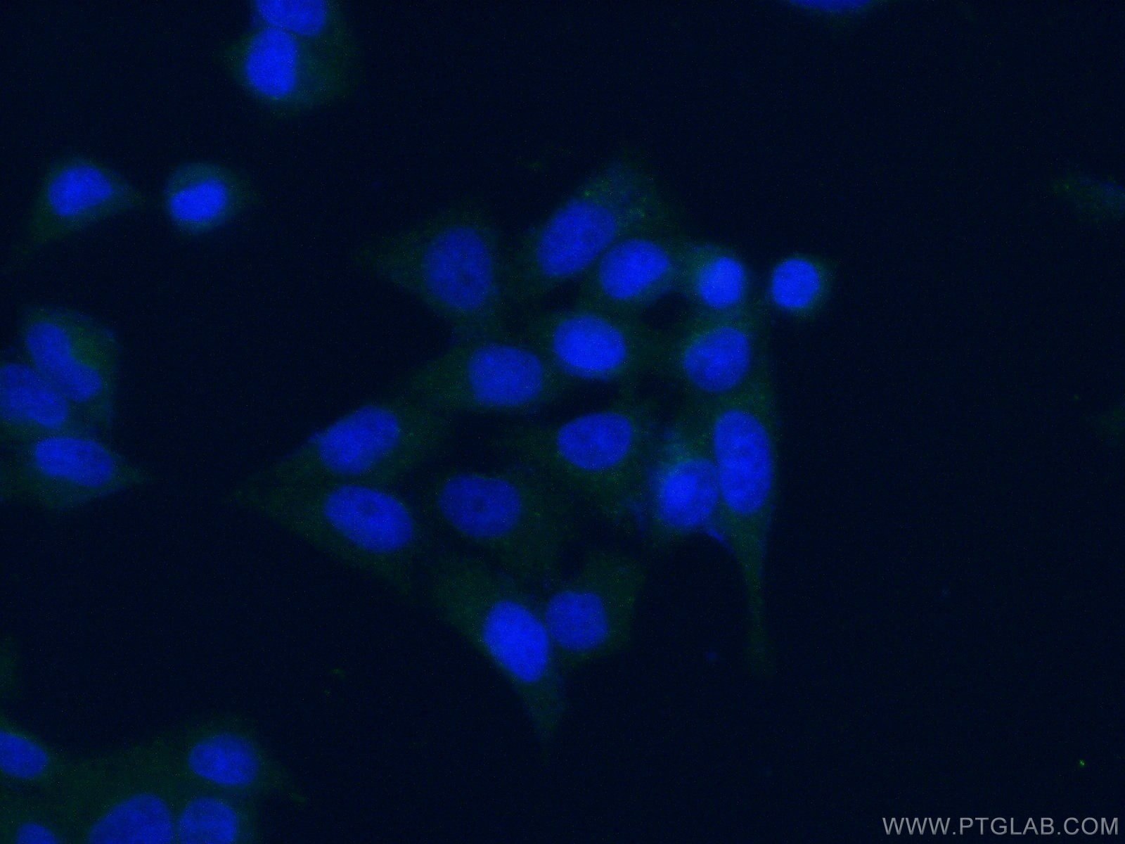 Immunofluorescence (IF) / fluorescent staining of L02 cells using ERp72 Monoclonal antibody (66365-1-Ig)