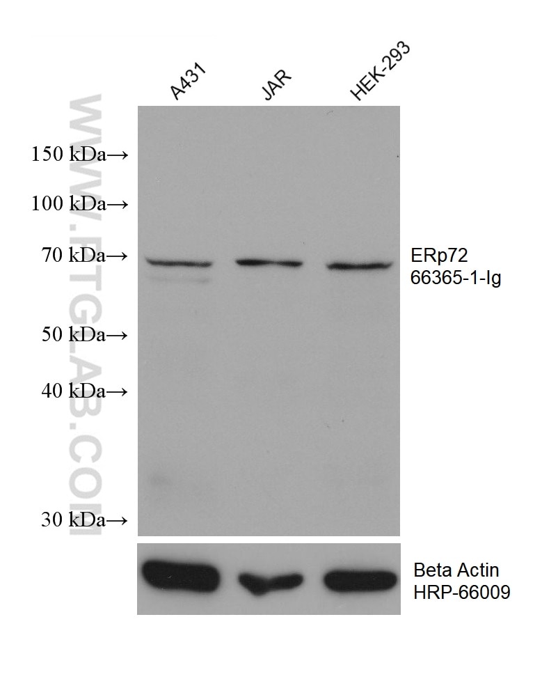 WB analysis using 66365-1-Ig
