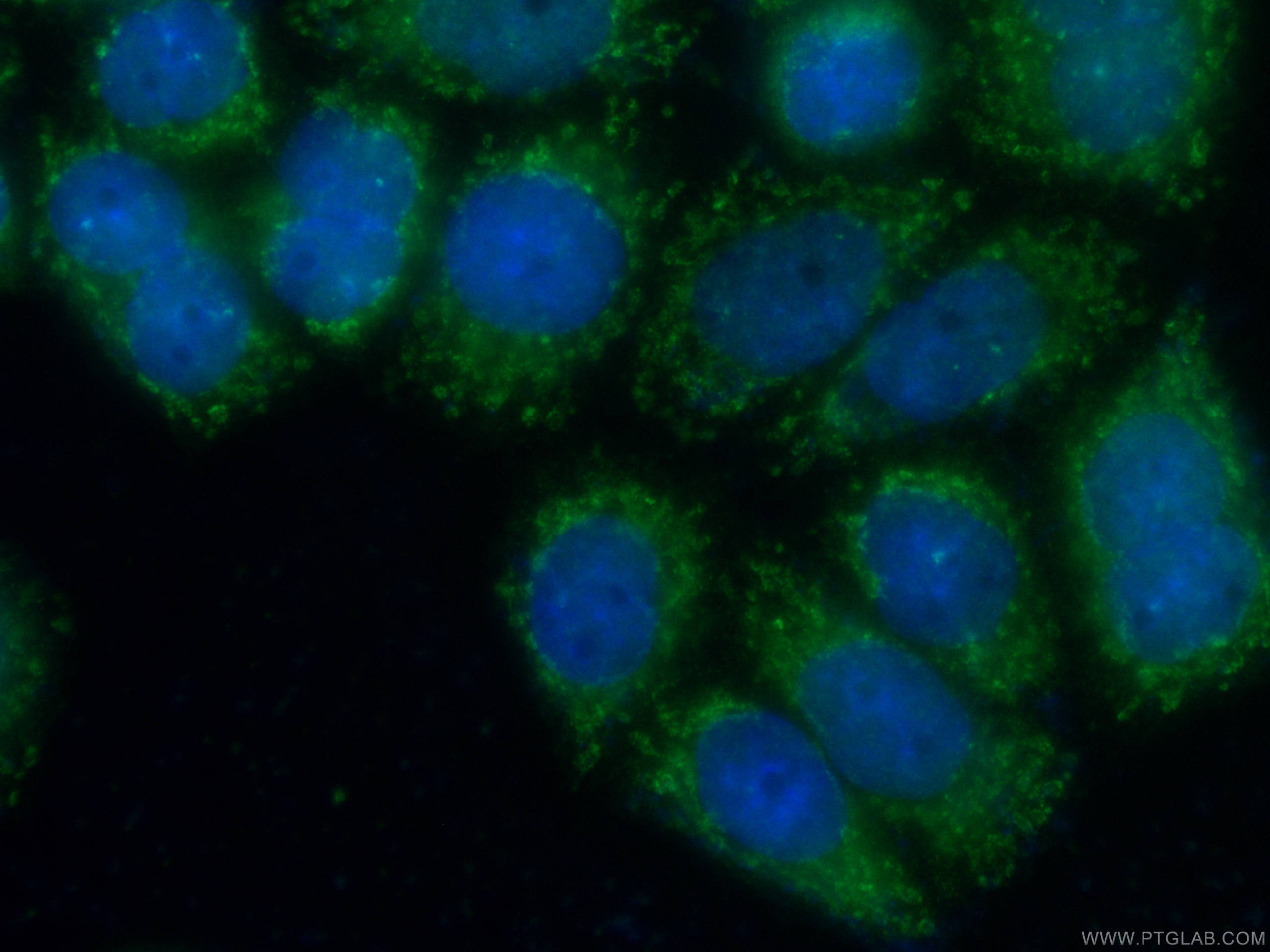 IF Staining of HeLa using CL488-66365