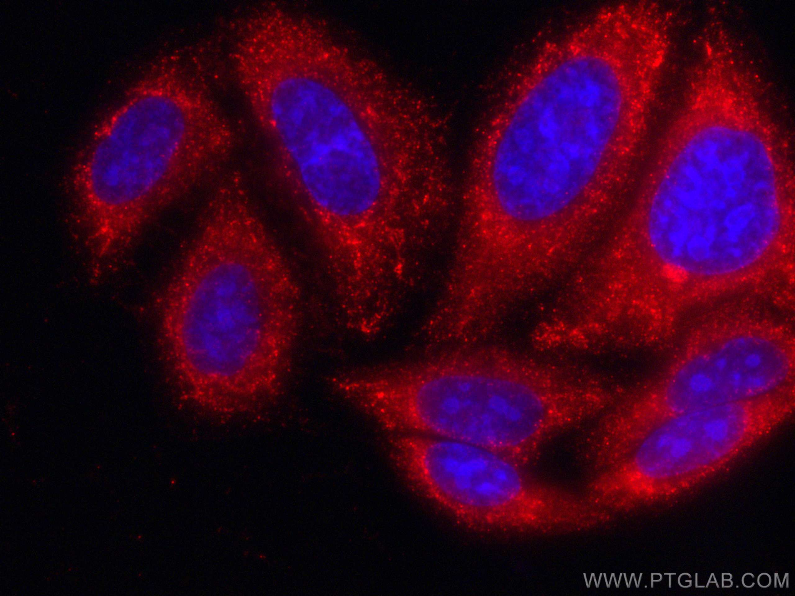 IF Staining of HepG2 using CL594-66365