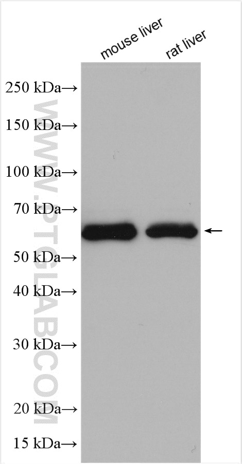 Western Blot (WB) analysis of various lysates using ESAM Polyclonal antibody (28739-1-AP)