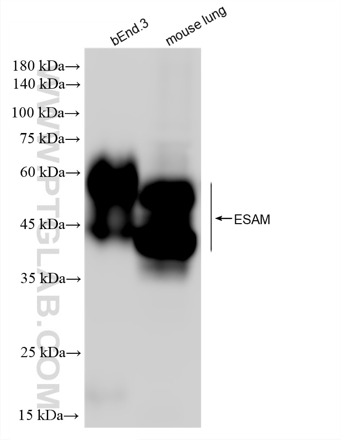 Western Blot (WB) analysis of various lysates using ESAM Recombinant monoclonal antibody (87684-1-RR)