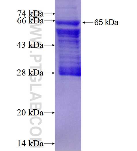 ESAM fusion protein Ag2962 SDS-PAGE