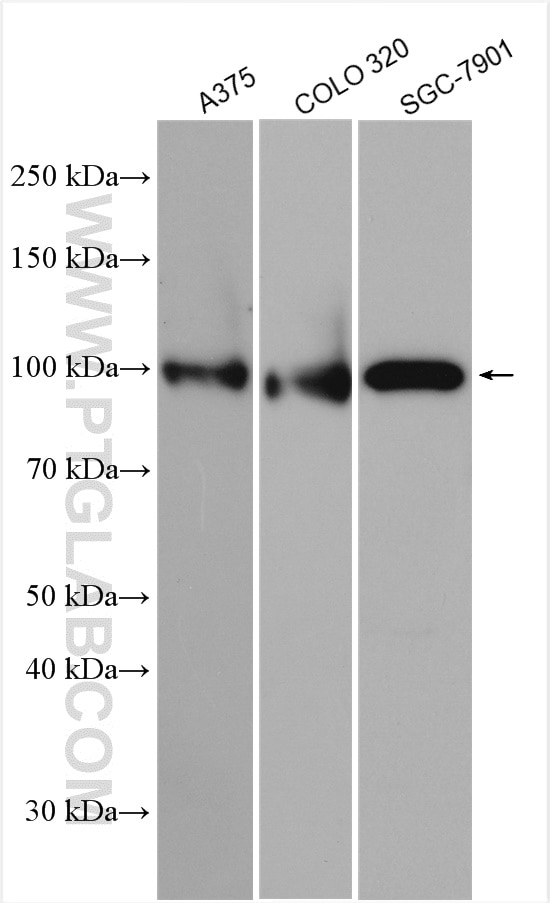 Western Blot (WB) analysis of various lysates using ESCO1 Polyclonal antibody (29821-1-AP)