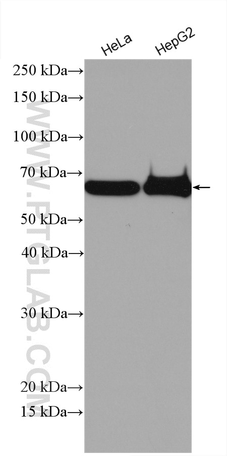 Western Blot (WB) analysis of various lysates using ESCO2 Polyclonal antibody (23525-1-AP)