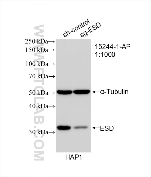 Western Blot (WB) analysis of HAP1 cells using ESD Polyclonal antibody (15244-1-AP)